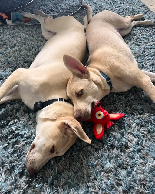 Benson Dogs on Rug
