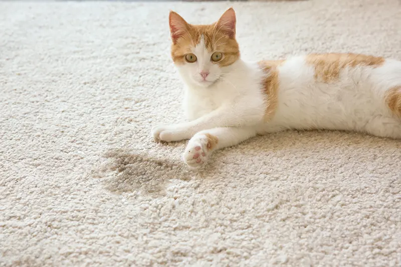 Benson Rugs Cat Stain Picture 1