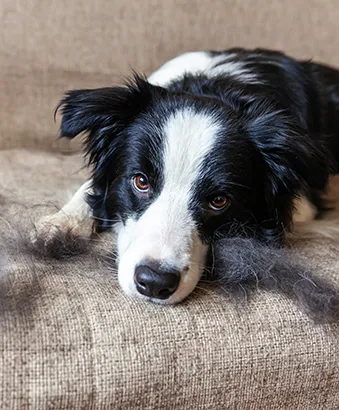 dog shedding