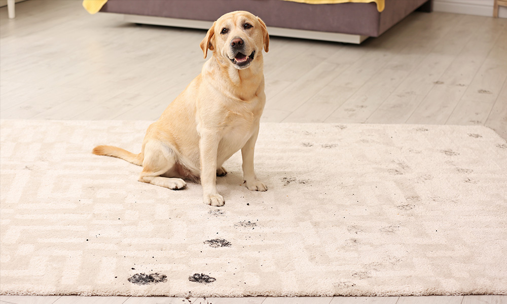 rug cleaning florida bensons rug cleaning Florida